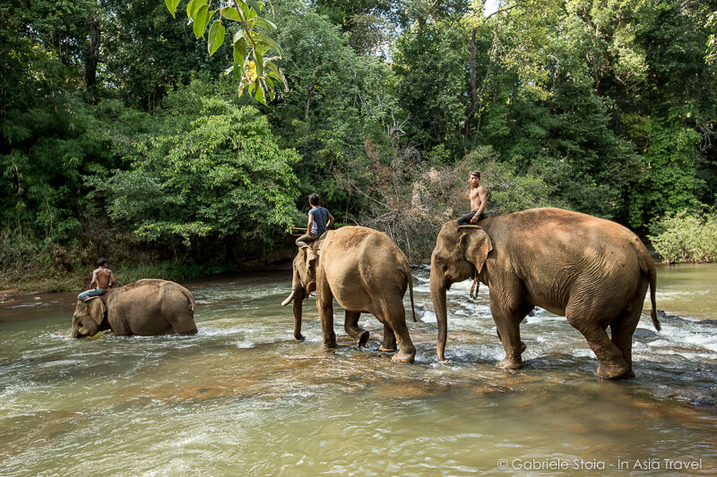 Elephant Trekking © Gabriele Stoia