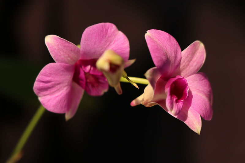 orchidea thailandia