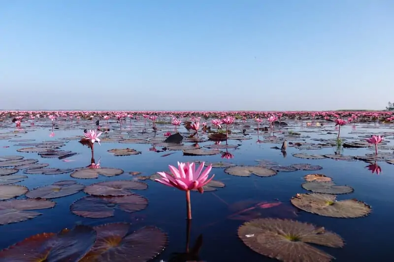 The Red Lotus Sea - Thailand